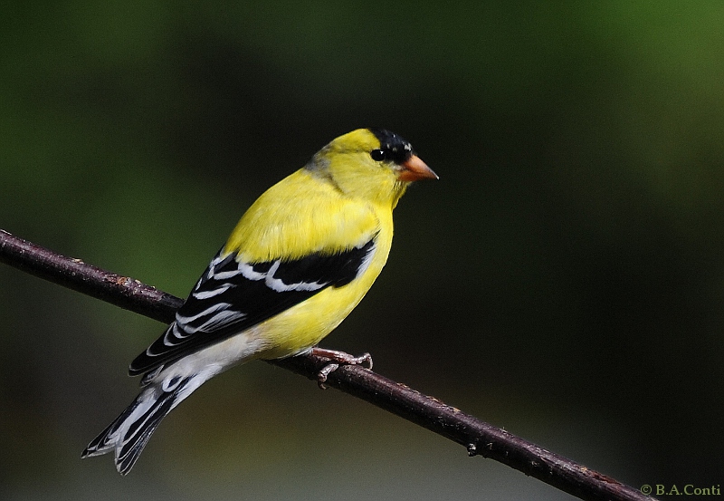 Male Goldfinch